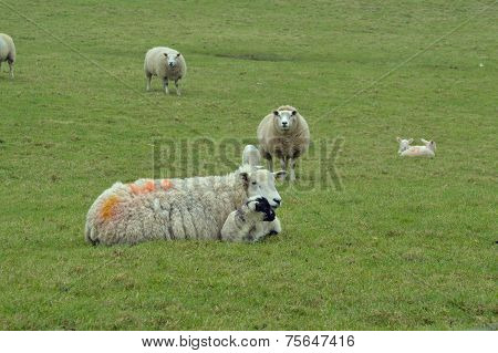 Mother Sheep With Lamb Lying In A Green Pasture