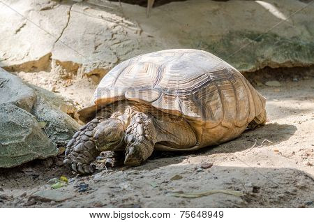Elongated Tortoise