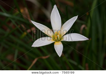 Regn Lily