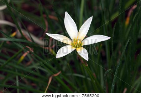 Regn Lily