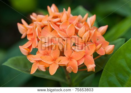 Background of orange Ixora flowers