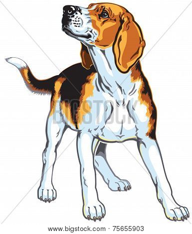 beagle