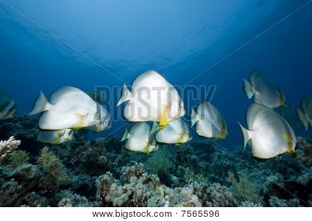 Oceano e orbicular Spadefish