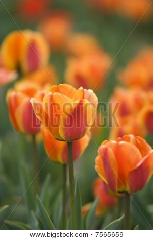 Brillante tulipani sbocciano cresce nel giardino di primavera