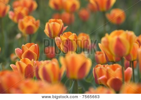Brillante tulipani sbocciano cresce nel giardino di primavera