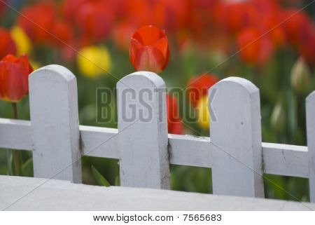 Tulipani colorati dietro la staccionata bianca