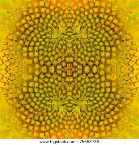 Warm Sunflower