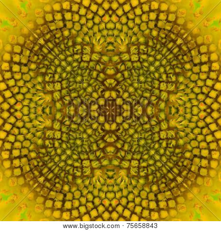 Warm Sunflower