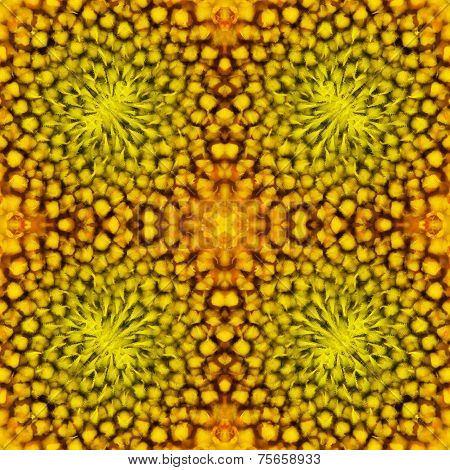 Warm Sunflower