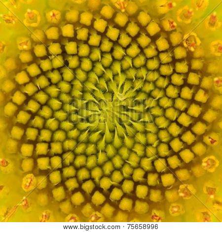 Warm Sunflower