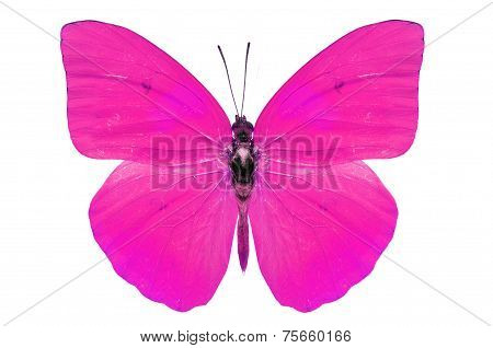 Pink Butterfly