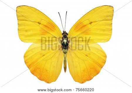 Yellow Butterfly