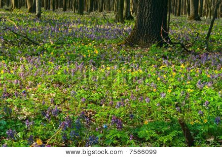 Flores silvestres