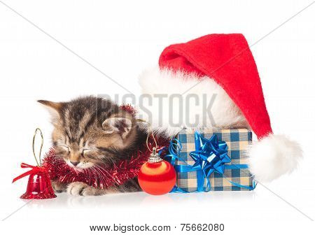 Cute Kitten