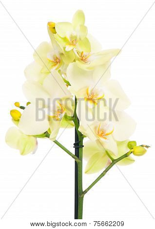 Yellow Orchid