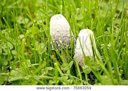 mashroom after the rain
