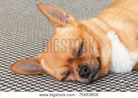 Sleeping Red Chihuahua Dog On Shemagh Pattern Background.