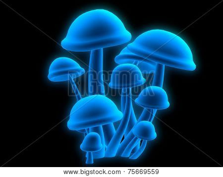 magic mushrooms
