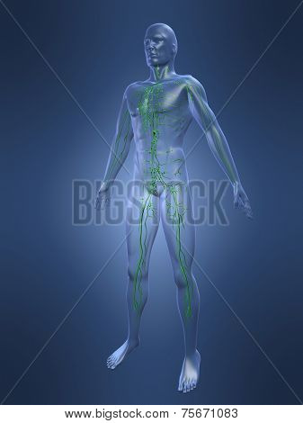 lymphatic system