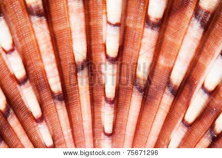 Background Of Middle Of Bivalvia Seashell   Macro