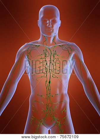 lymphatic system