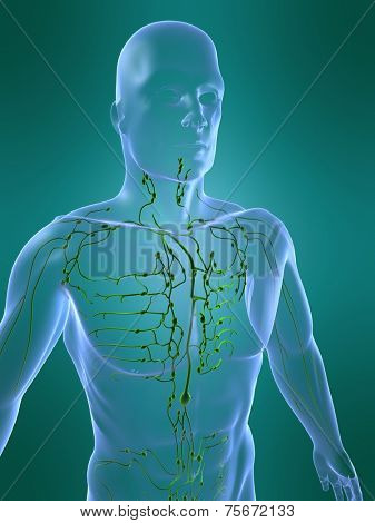 lymphatic system