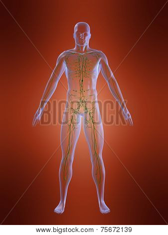 lymphatic system
