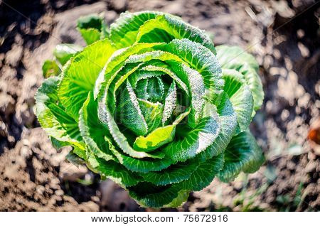 Cabbage