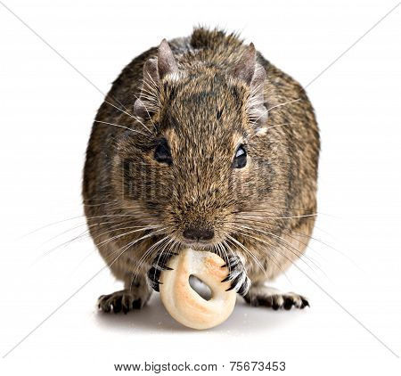 Degu Mouse Gnawing Baking