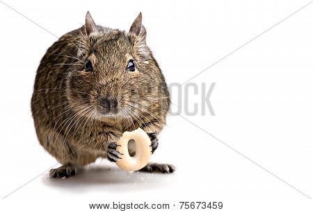 Degu Mouse Gnawing Bake