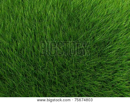 gras field