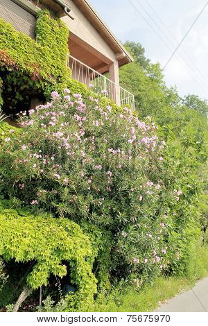 bouganville