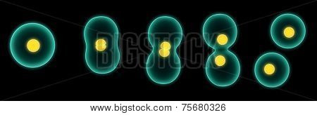 celldivision