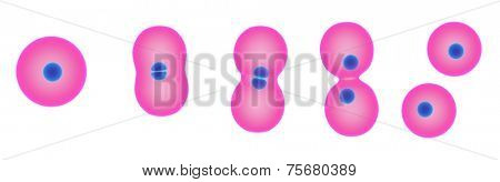 celldivision
