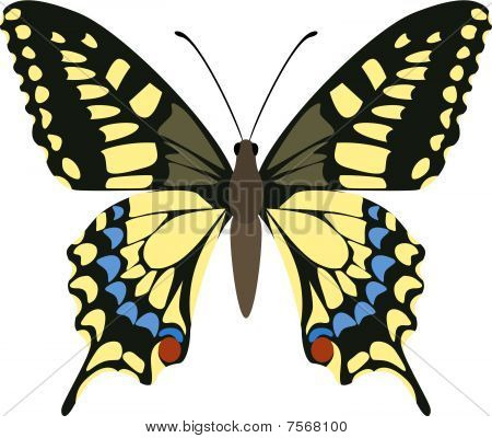 Papilio machaon