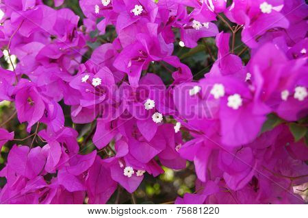 Bougainvillea