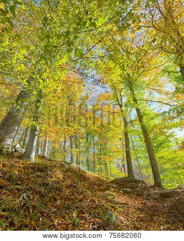 Fall Colors, Rapids Trail, McKeldin Recreation Area, Patapsco Valley State Park, MD