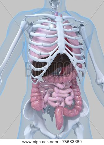 human anatomy