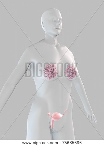 female anatomy