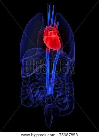 3d organs