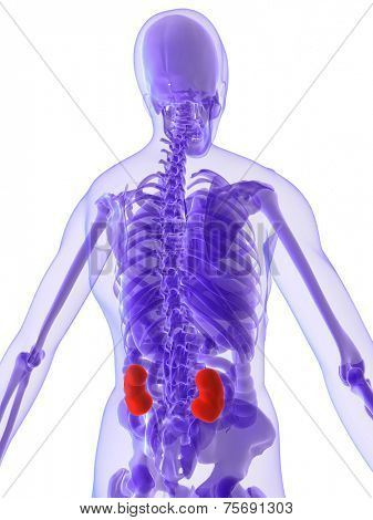 3d anatomy - kidneys