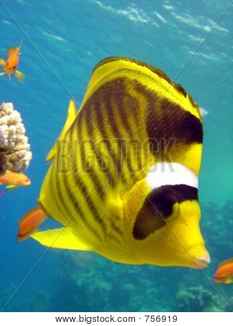 Butterflyfish