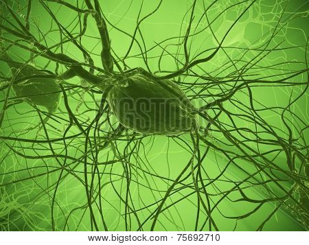 nerve cells