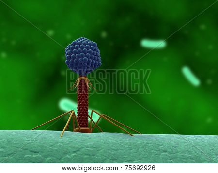 bacteriophage