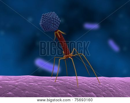 bacteriophage attacking bacteria