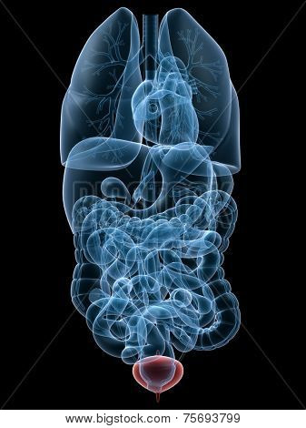 human bladder