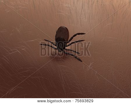 tick