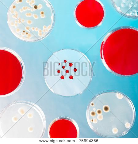Pattern of petri dishes.