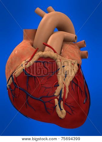 human heart