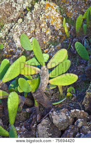 Detail Of Large Cactus